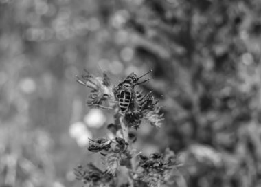 Arka planda yaban arısı kanatlı güzel bir arı, yabani çiçeklerden oluşan bir fotoğraf. Arı otlağa doğru yavaşça uçuyor bal için nektar topluyor, kır otlaklarında yabani bir çiçek arısı.