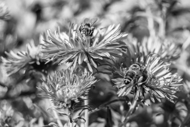 Arka planda yaban arısı kanatlı güzel bir arı, yabani çiçeklerden oluşan bir fotoğraf. Arı otlağa doğru yavaşça uçuyor bal için nektar topluyor, kır otlaklarında yabani bir çiçek arısı.
