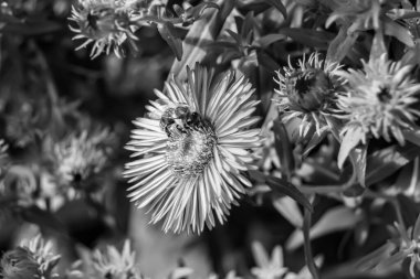 Arka planda yaban arısı kanatlı güzel bir arı, yabani çiçeklerden oluşan bir fotoğraf. Arı otlağa doğru yavaşça uçuyor bal için nektar topluyor, kır otlaklarında yabani bir çiçek arısı.