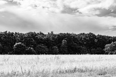 Renkli doğal arka plan üzerine köy çayırında güzel bir ufuk manzarası, uzun çayırdaki çayır köyünde ufuk manzarası, hayvan için köy otlağındaki ufuk doğa manzarası.