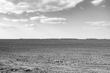 Organik hasat için büyük boş tarla fotoğrafları, gökyüzü arka planında hasat için büyük boş tarım tarlalarından oluşan fotoğraf, bu sonbahar mevsiminde hasat için boş tarla.