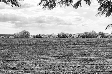 Organik hasat için büyük boş tarla fotoğrafları, gökyüzü arka planında hasat için büyük boş tarım tarlalarından oluşan fotoğraf, bu sonbahar mevsiminde hasat için boş tarla.