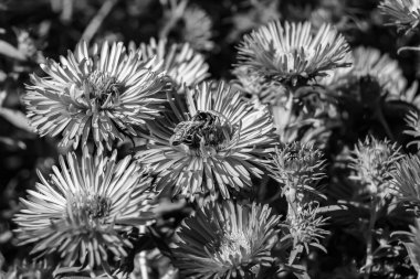 Arka planda yaban arısı kanatlı güzel bir arı, yabani çiçeklerden oluşan bir fotoğraf. Arı otlağa doğru yavaşça uçuyor bal için nektar topluyor, kır otlaklarında yabani bir çiçek arısı.
