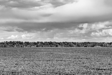 Renkli doğal arka plan üzerine köy çayırında güzel bir ufuk manzarası, uzun çayırdaki çayır köyünde ufuk manzarası, hayvan için köy otlağındaki ufuk doğa manzarası.