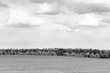 Renkli doğal arka plan üzerine köy çayırında güzel bir ufuk manzarası, uzun çayırdaki çayır köyünde ufuk manzarası, hayvan için köy otlağındaki ufuk doğa manzarası.
