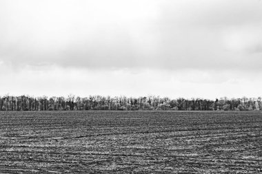 Organik hasat için büyük boş tarla fotoğrafları, gökyüzü arka planında hasat için büyük boş tarım tarlalarından oluşan fotoğraf, bu sonbahar mevsiminde hasat için boş tarla.
