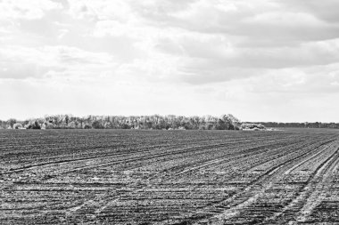 Organik hasat için büyük boş tarla fotoğrafları, gökyüzü arka planında hasat için büyük boş tarım tarlalarından oluşan fotoğraf, bu sonbahar mevsiminde hasat için boş tarla.