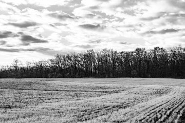 Organik hasat için büyük boş tarla fotoğrafları, gökyüzü arka planında hasat için büyük boş tarım tarlalarından oluşan fotoğraf, bu sonbahar mevsiminde hasat için boş tarla.
