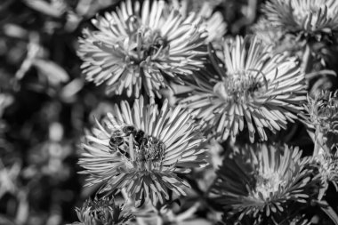 Arka planda yaban arısı kanatlı güzel bir arı, yabani çiçeklerden oluşan bir fotoğraf. Arı otlağa doğru yavaşça uçuyor bal için nektar topluyor, kır otlaklarında yabani bir çiçek arısı.