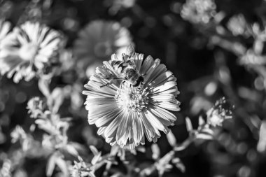 Arka planda yaban arısı kanatlı güzel bir arı, yabani çiçeklerden oluşan bir fotoğraf. Arı otlağa doğru yavaşça uçuyor bal için nektar topluyor, kır otlaklarında yabani bir çiçek arısı.
