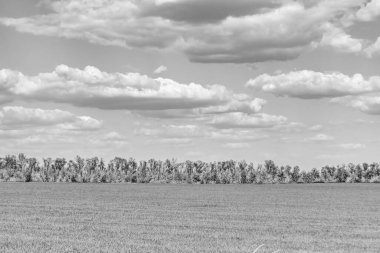 Renkli doğal arka plan üzerine köy çayırında güzel bir ufuk manzarası, uzun çayırdaki çayır köyünde ufuk manzarası, hayvan için köy otlağındaki ufuk doğa manzarası.