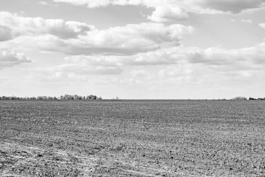 Organik hasat için büyük boş tarla fotoğrafları, gökyüzü arka planında hasat için büyük boş tarım tarlalarından oluşan fotoğraf, bu sonbahar mevsiminde hasat için boş tarla.