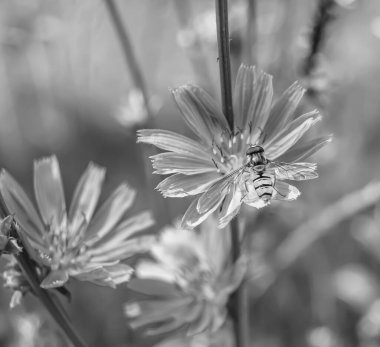Arka planda yaban arısı kanatlı güzel bir arı, yabani çiçeklerden oluşan bir fotoğraf. Arı otlağa doğru yavaşça uçuyor bal için nektar topluyor, kır otlaklarında yabani bir çiçek arısı.