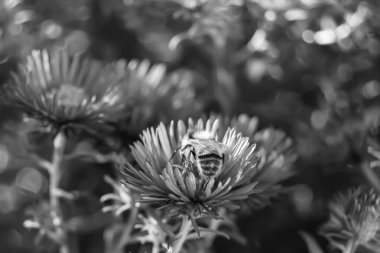 Arka planda yaban arısı kanatlı güzel bir arı, yabani çiçeklerden oluşan bir fotoğraf. Arı otlağa doğru yavaşça uçuyor bal için nektar topluyor, kır otlaklarında yabani bir çiçek arısı.