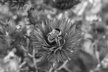 Arka planda yaban arısı kanatlı güzel bir arı, yabani çiçeklerden oluşan bir fotoğraf. Arı otlağa doğru yavaşça uçuyor bal için nektar topluyor, kır otlaklarında yabani bir çiçek arısı.