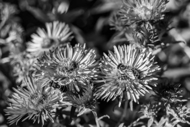 Arka planda yaban arısı kanatlı güzel bir arı, yabani çiçeklerden oluşan bir fotoğraf. Arı otlağa doğru yavaşça uçuyor bal için nektar topluyor, kır otlaklarında yabani bir çiçek arısı.