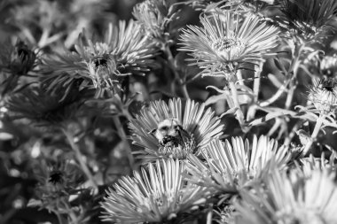 Arka planda yaban arısı kanatlı güzel bir arı, yabani çiçeklerden oluşan bir fotoğraf. Arı otlağa doğru yavaşça uçuyor bal için nektar topluyor, kır otlaklarında yabani bir çiçek arısı.