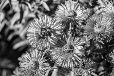 Arka planda yaban arısı kanatlı güzel bir arı, yabani çiçeklerden oluşan bir fotoğraf. Arı otlağa doğru yavaşça uçuyor bal için nektar topluyor, kır otlaklarında yabani bir çiçek arısı.
