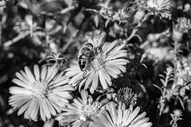 Arka planda yaban arısı kanatlı güzel bir arı, yabani çiçeklerden oluşan bir fotoğraf. Arı otlağa doğru yavaşça uçuyor bal için nektar topluyor, kır otlaklarında yabani bir çiçek arısı.