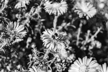 Arka planda yaban arısı kanatlı güzel bir arı, yabani çiçeklerden oluşan bir fotoğraf. Arı otlağa doğru yavaşça uçuyor bal için nektar topluyor, kır otlaklarında yabani bir çiçek arısı.