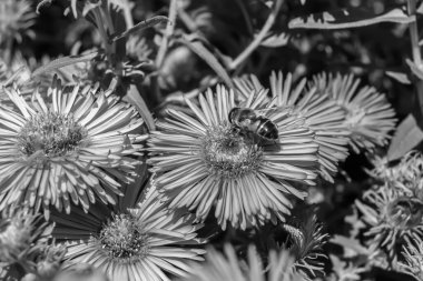 Arka planda yaban arısı kanatlı güzel bir arı, yabani çiçeklerden oluşan bir fotoğraf. Arı otlağa doğru yavaşça uçuyor bal için nektar topluyor, kır otlaklarında yabani bir çiçek arısı.