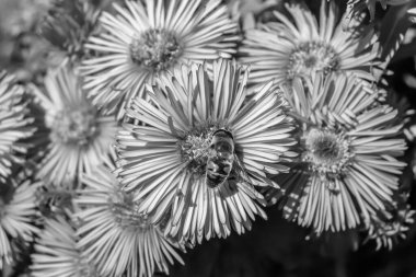 Arka planda yaban arısı kanatlı güzel bir arı, yabani çiçeklerden oluşan bir fotoğraf. Arı otlağa doğru yavaşça uçuyor bal için nektar topluyor, kır otlaklarında yabani bir çiçek arısı.