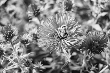 Arka planda yaban arısı kanatlı güzel bir arı, yabani çiçeklerden oluşan bir fotoğraf. Arı otlağa doğru yavaşça uçuyor bal için nektar topluyor, kır otlaklarında yabani bir çiçek arısı.