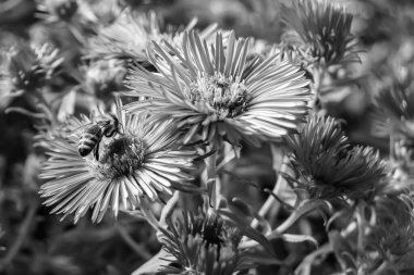 Arka planda yaban arısı kanatlı güzel bir arı, yabani çiçeklerden oluşan bir fotoğraf. Arı otlağa doğru yavaşça uçuyor bal için nektar topluyor, kır otlaklarında yabani bir çiçek arısı.