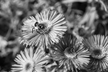 Arka planda yaban arısı kanatlı güzel bir arı, yabani çiçeklerden oluşan bir fotoğraf. Arı otlağa doğru yavaşça uçuyor bal için nektar topluyor, kır otlaklarında yabani bir çiçek arısı.