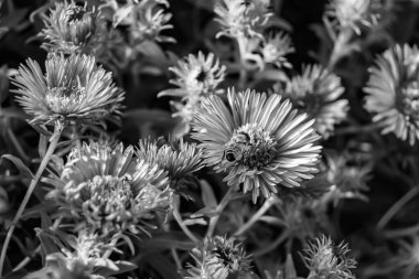 Arka planda yaban arısı kanatlı güzel bir arı, yabani çiçeklerden oluşan bir fotoğraf. Arı otlağa doğru yavaşça uçuyor bal için nektar topluyor, kır otlaklarında yabani bir çiçek arısı.