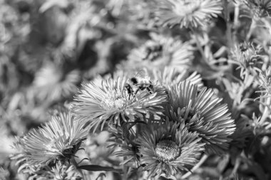 Arka planda yaban arısı kanatlı güzel bir arı, yabani çiçeklerden oluşan bir fotoğraf. Arı otlağa doğru yavaşça uçuyor bal için nektar topluyor, kır otlaklarında yabani bir çiçek arısı.