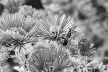 Arka planda yaban arısı kanatlı güzel bir arı, yabani çiçeklerden oluşan bir fotoğraf. Arı otlağa doğru yavaşça uçuyor bal için nektar topluyor, kır otlaklarında yabani bir çiçek arısı.