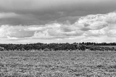 Renkli doğal arka plan üzerine köy çayırında güzel bir ufuk manzarası, uzun çayırdaki çayır köyünde ufuk manzarası, hayvan için köy otlağındaki ufuk doğa manzarası.