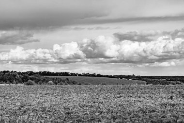 Renkli doğal arka plan üzerine köy çayırında güzel bir ufuk manzarası, uzun çayırdaki çayır köyünde ufuk manzarası, hayvan için köy otlağındaki ufuk doğa manzarası.