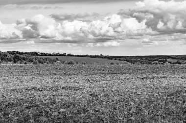 Renkli doğal arka plan üzerine köy çayırında güzel bir ufuk manzarası, uzun çayırdaki çayır köyünde ufuk manzarası, hayvan için köy otlağındaki ufuk doğa manzarası.