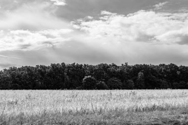 Renkli doğal arka plan üzerine köy çayırında güzel bir ufuk manzarası, uzun çayırdaki çayır köyünde ufuk manzarası, hayvan için köy otlağındaki ufuk doğa manzarası.