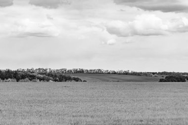 Renkli doğal arka plan üzerine köy çayırında güzel bir ufuk manzarası, uzun çayırdaki çayır köyünde ufuk manzarası, hayvan için köy otlağındaki ufuk doğa manzarası.