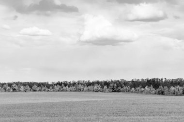 Renkli doğal arka plan üzerine köy çayırında güzel bir ufuk manzarası, uzun çayırdaki çayır köyünde ufuk manzarası, hayvan için köy otlağındaki ufuk doğa manzarası.