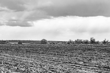 Organik hasat için büyük boş tarla fotoğrafları, gökyüzü arka planında hasat için büyük boş tarım tarlalarından oluşan fotoğraf, bu sonbahar mevsiminde hasat için boş tarla.