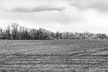 Organik hasat için büyük boş tarla fotoğrafları, gökyüzü arka planında hasat için büyük boş tarım tarlalarından oluşan fotoğraf, bu sonbahar mevsiminde hasat için boş tarla.