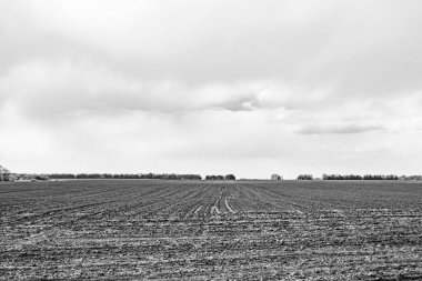 Organik hasat için büyük boş tarla fotoğrafları, gökyüzü arka planında hasat için büyük boş tarım tarlalarından oluşan fotoğraf, bu sonbahar mevsiminde hasat için boş tarla.