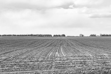Organik hasat için büyük boş tarla fotoğrafları, gökyüzü arka planında hasat için büyük boş tarım tarlalarından oluşan fotoğraf, bu sonbahar mevsiminde hasat için boş tarla.