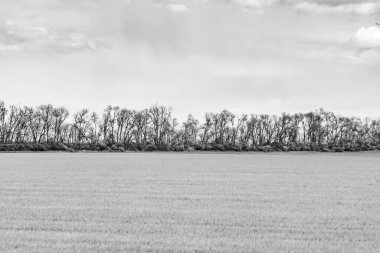 Renkli doğal arka plan üzerine köy çayırında güzel bir ufuk manzarası, uzun çayırdaki çayır köyünde ufuk manzarası, hayvan için köy otlağındaki ufuk doğa manzarası.