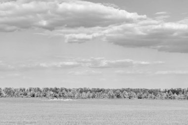 Renkli doğal arka plan üzerine köy çayırında güzel bir ufuk manzarası, uzun çayırdaki çayır köyünde ufuk manzarası, hayvan için köy otlağındaki ufuk doğa manzarası.