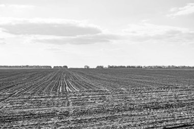 Organik hasat için büyük boş tarla fotoğrafları, gökyüzü arka planında hasat için büyük boş tarım tarlalarından oluşan fotoğraf, bu sonbahar mevsiminde hasat için boş tarla.