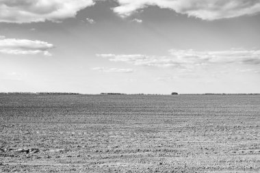 Organik hasat için büyük boş tarla fotoğrafları, gökyüzü arka planında hasat için büyük boş tarım tarlalarından oluşan fotoğraf, bu sonbahar mevsiminde hasat için boş tarla.