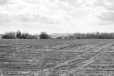 Organik hasat için büyük boş tarla fotoğrafları, gökyüzü arka planında hasat için büyük boş tarım tarlalarından oluşan fotoğraf, bu sonbahar mevsiminde hasat için boş tarla.