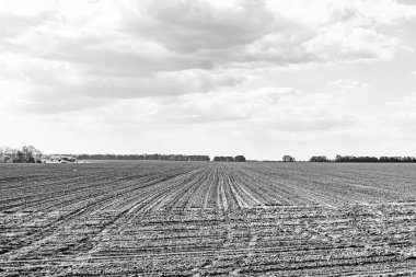 Organik hasat için büyük boş tarla fotoğrafları, gökyüzü arka planında hasat için büyük boş tarım tarlalarından oluşan fotoğraf, bu sonbahar mevsiminde hasat için boş tarla.