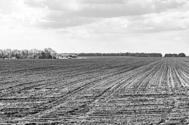 Organik hasat için büyük boş tarla fotoğrafları, gökyüzü arka planında hasat için büyük boş tarım tarlalarından oluşan fotoğraf, bu sonbahar mevsiminde hasat için boş tarla.