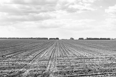 Organik hasat için büyük boş tarla fotoğrafları, gökyüzü arka planında hasat için büyük boş tarım tarlalarından oluşan fotoğraf, bu sonbahar mevsiminde hasat için boş tarla.